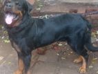Rottweiler Puppy