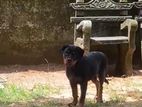 Rottweiler Dog