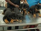 Rottweiler Puppies