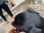 Rottweiler Dog