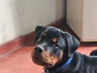 Rottweiler