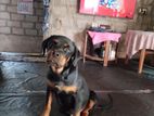 Rottweiler