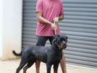 Rottweiler