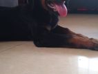 Rottweiler Dog