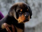 Rottweiler Puppies