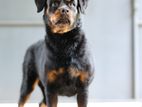 Rottweiler Dog