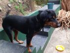 Rottweiler Mix Dog For Kind Home