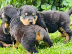 Rottweiler Dog