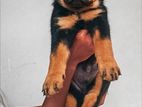 Rottweiler Puppies