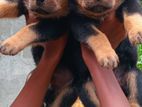 Rottweiler Puppies