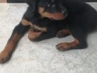 Rottweiler Puppies