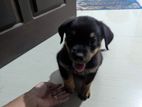 Rottweiler Puppy