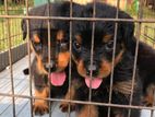 Rottweiler Puppy