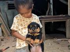 Rottweiler Puppies