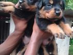 Rottweiler Puppy