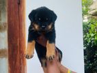 Rottweiler Puppies