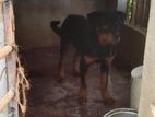 Rottweiler Dog