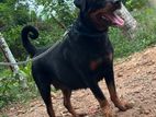 Rottweiler Dog