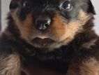 Rottweiler Puppy