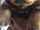 Rottweiler Puppy