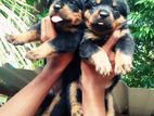 Rottweiler Puppy