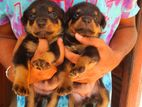 Rottweiler Puppies