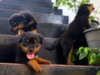 Rottweiler Puppies