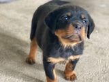 Rottweiler Puppies