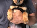 Rottweiler Puppy