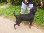 Rottweiler Puppy