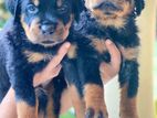 Rottweiler Puppies