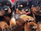 Rottweiler Puppies