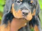 Rottweiler Female Dog