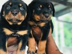 Rottweiler Puppies