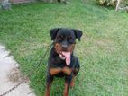 Rottweiler For Kind Home