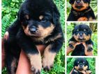 Rottweiler