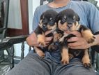 Rottweiler Puppy