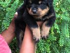 Rottweiler Puppies