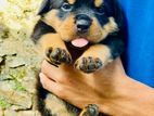 Rottweiler Dog