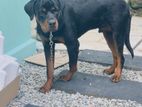 Rottweiler Dog