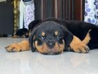 Rottweiler Dog