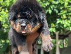 Rottweiler Puppies