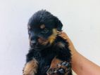 Rottweiler Puppies