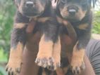 Rottweiler Puppies