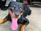 Rottweiler Dog