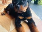 Rottweiler Puppies