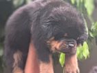 Rottweiler Puppies