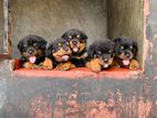 Rottweiler Puppies