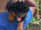 Rottweiler Puppy