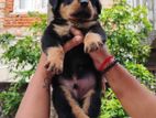 Rottweiler Puppy